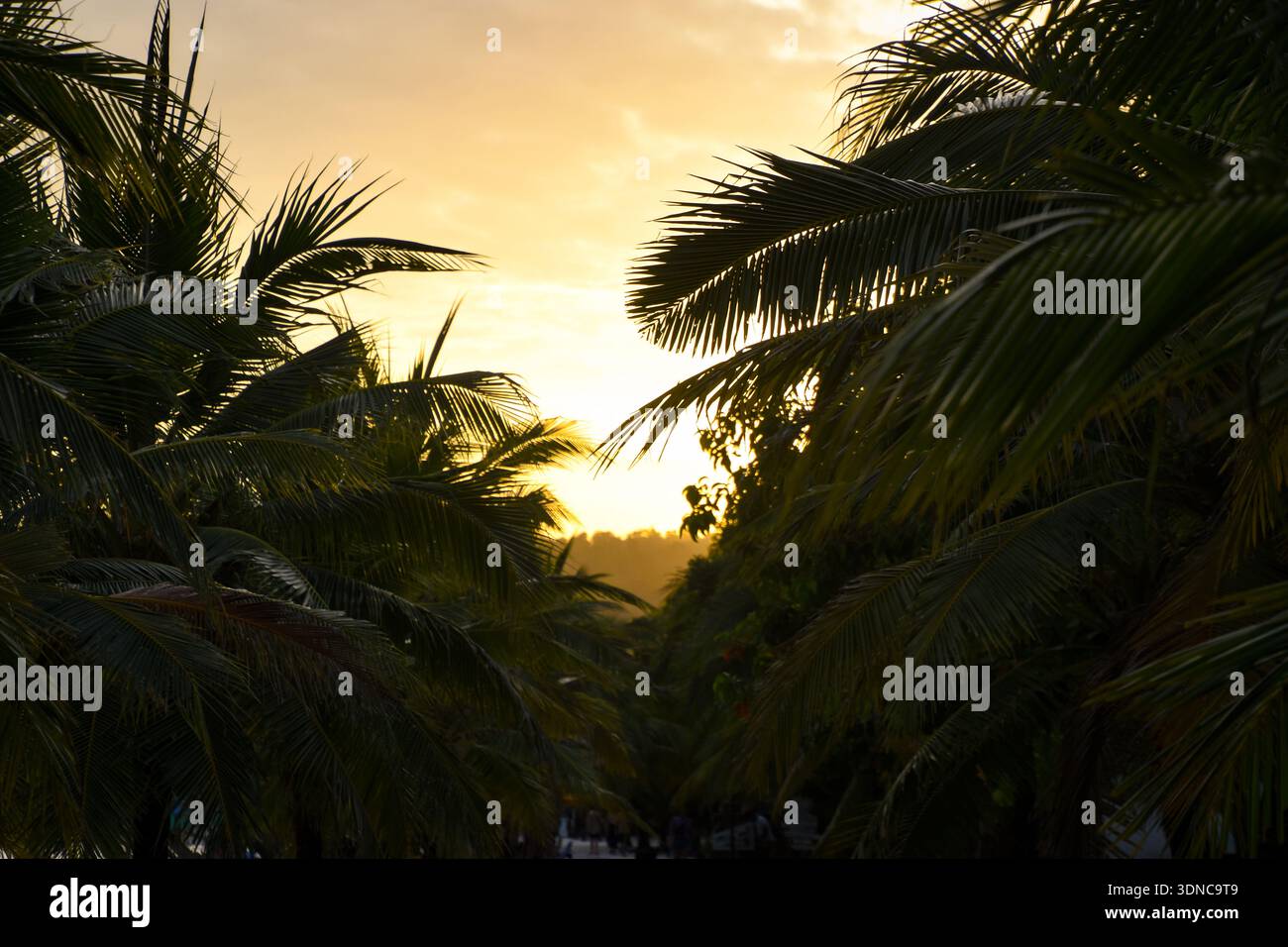Palme con luce d'atmosfera del sole serale Foto Stock
