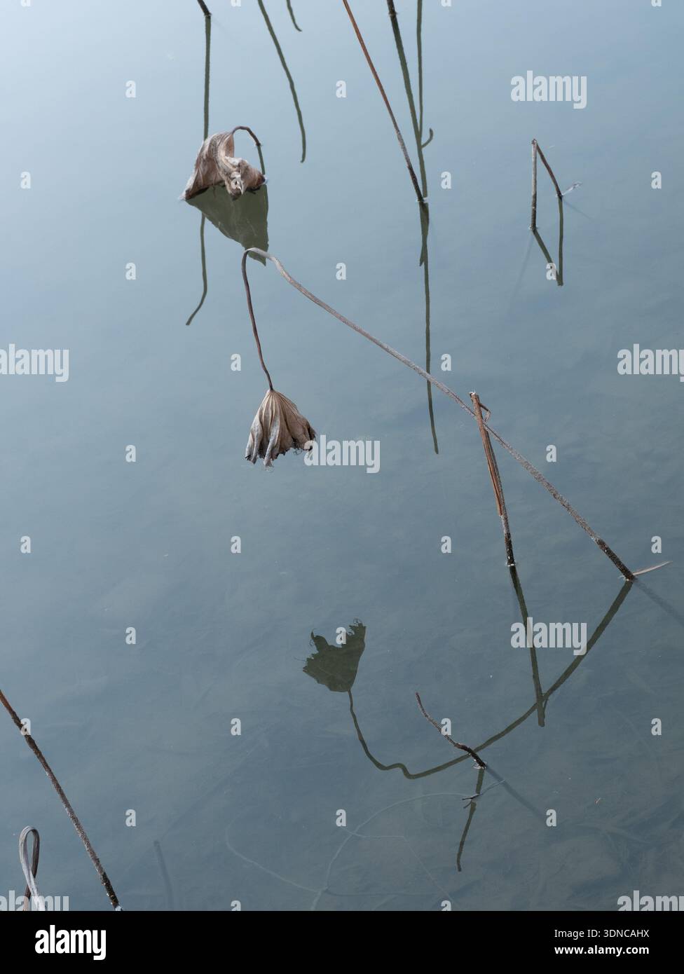 Silent Lotus su Gray Winter Water Foto Stock