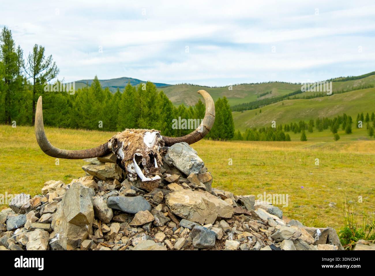 Mongolia, provincia dell'Arkhangai, area di Tsenkher, tumulo di pietra con la testa di uno yak sulla cima della collina Foto Stock