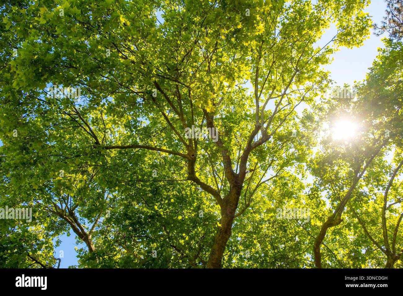 Francia, Parigi, Montsouris Park, Common Plane Tree, albero notevole Foto Stock