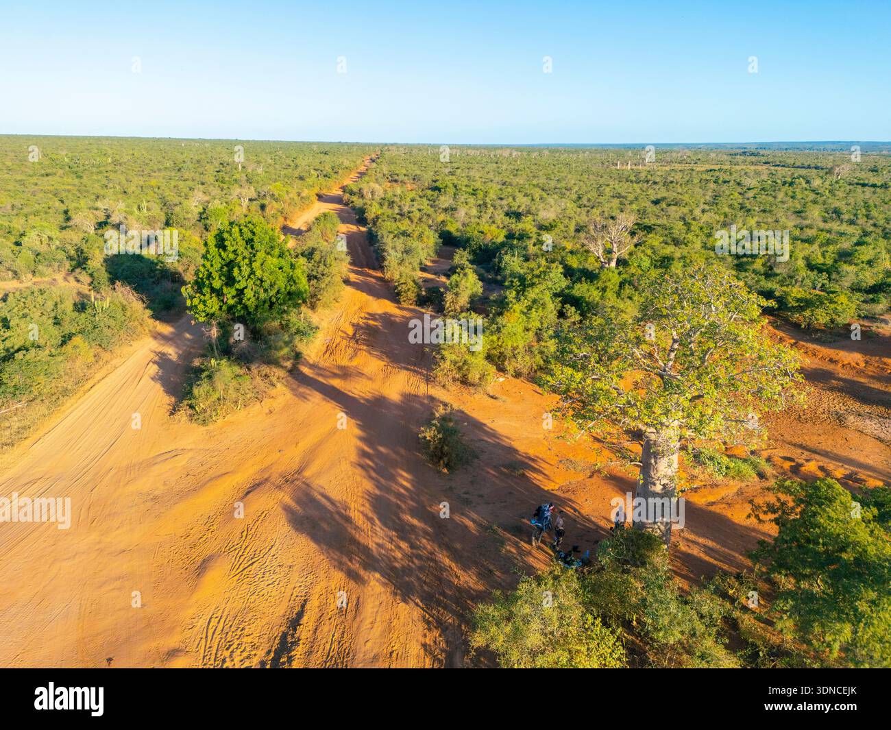 Madagascar, regione di Atsimo-Adrefana, strada nazionale 10 o RN10 che è una pista, vicino a Betioky, KTM 450 motociclisti che fanno una pausa ai piedi di un albero di baobab (vista aerea) Foto Stock