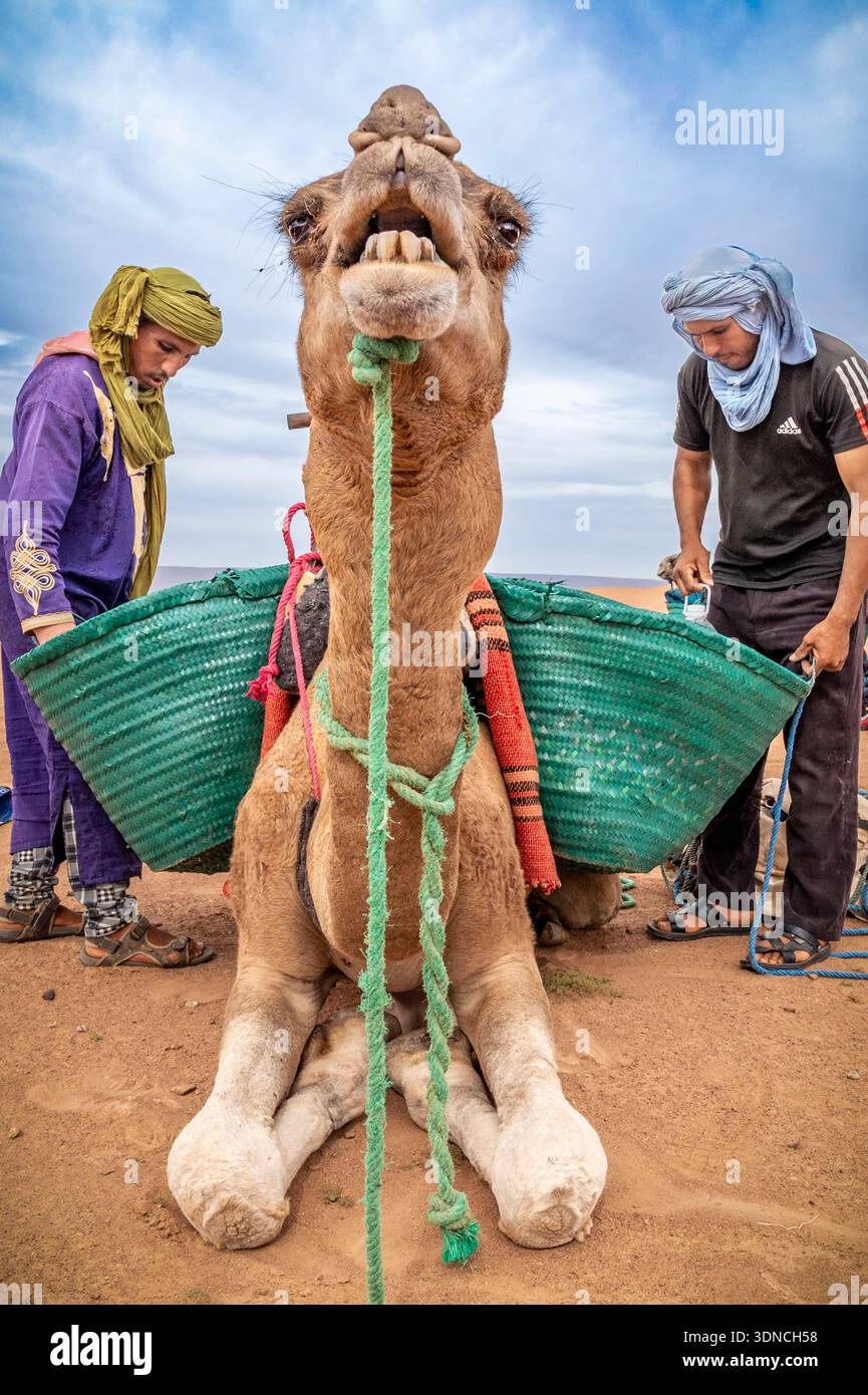 Marocco, Sahara, regione di Drâa-Tafilalet, M'Hamid El Ghizlane, cammelli che caricano l'equipaggiamento da campo nei cesti di un branco di cammello Foto Stock