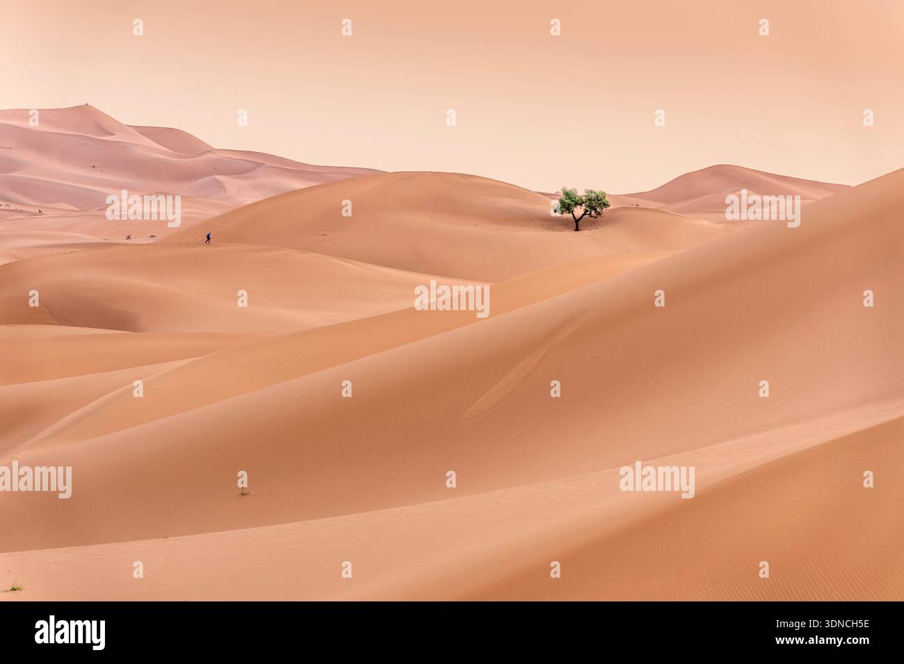 Marocco, Sahara, regione di Drâa-Tafilalet, M'Hamid El Ghizlane, Erg Lâalem, Tamaris (Tamarix Afilla) e un camminatore perso nelle dune Foto Stock