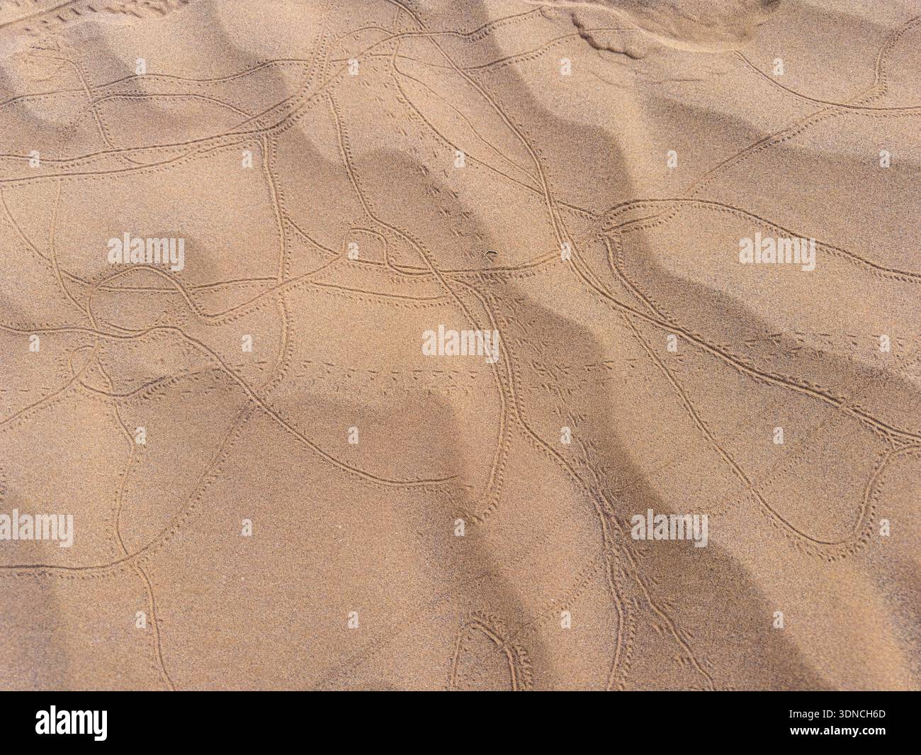 Marocco, Sahara, regione di Drâa-Tafilalet, M'Hamid El Ghizlane, tracce di lucertole e coleotteri nella sabbia delle dune Foto Stock