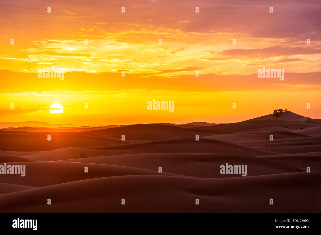 Marocco, Sahara, regione di Drâa-Tafilalet, M'Hamid El Ghizlane, Erg Chintouf, tramonto sulle dune, la sagoma di alcuni Tamaris (Afilla Tamarix) a destra dell'immagine Foto Stock