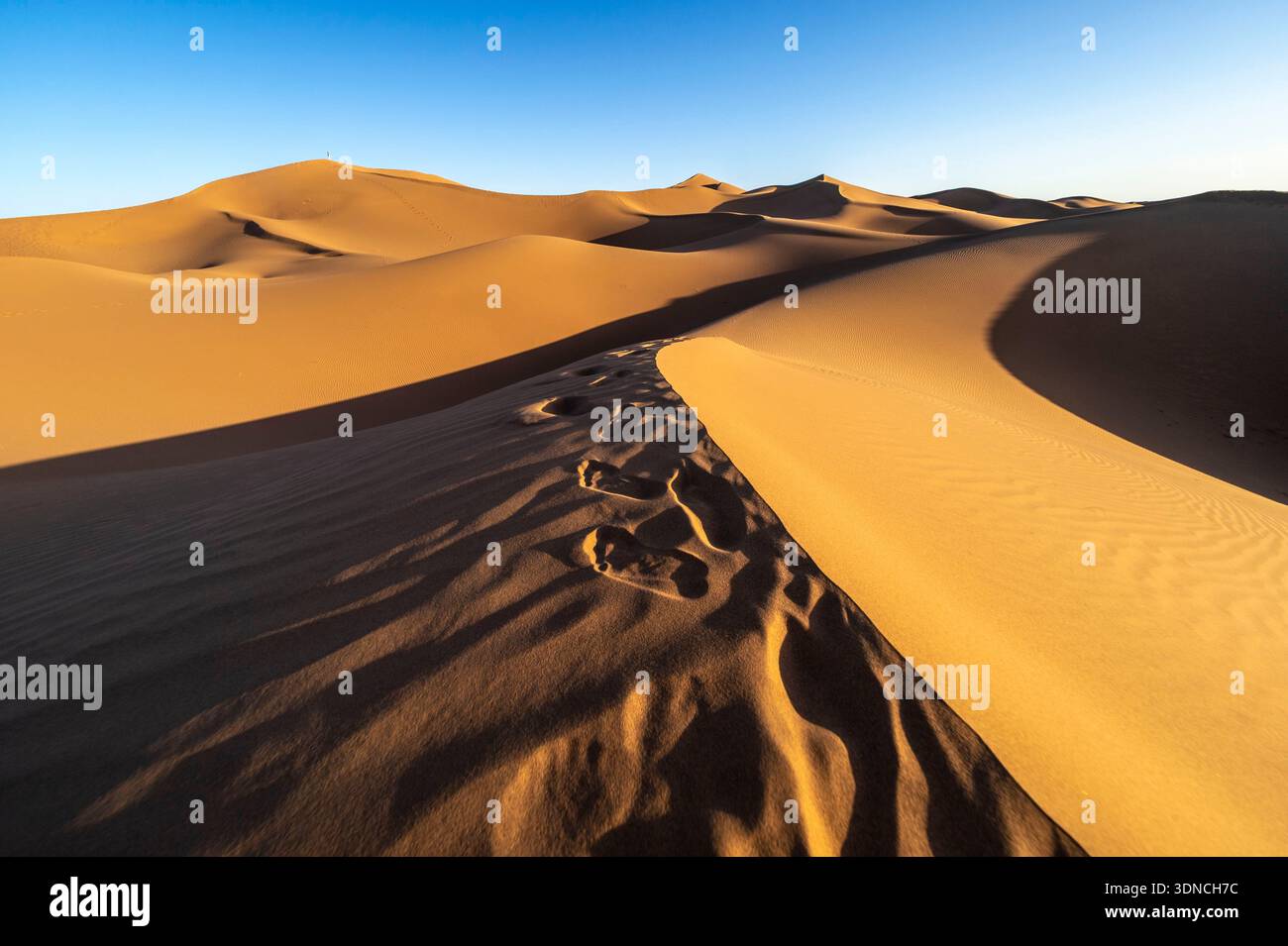 Marocco, Sahara, regione di Drâa-Tafilalet, M'Hamid El Ghizlane, trekking al tramonto tra le dune Foto Stock