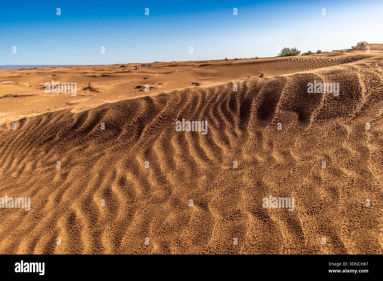 Marocco, Sahara, regione di Drâa-Tafilalet, M'Hamid El Ghizlane, trekking tra le dune di Khert El Galzim Foto Stock