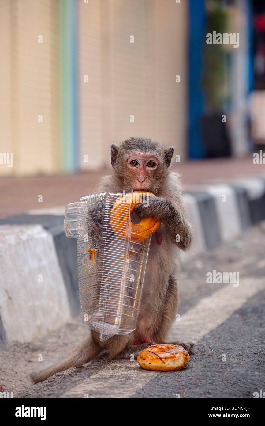Thailandia, provincia di Lopburi, Lopburi, la città è invasa da macachi che mangiano granchi o macachi dalla coda lunga (Macaca fascicularis), questa scimmia ha rubato ciambelle da uno stand di strada Foto Stock