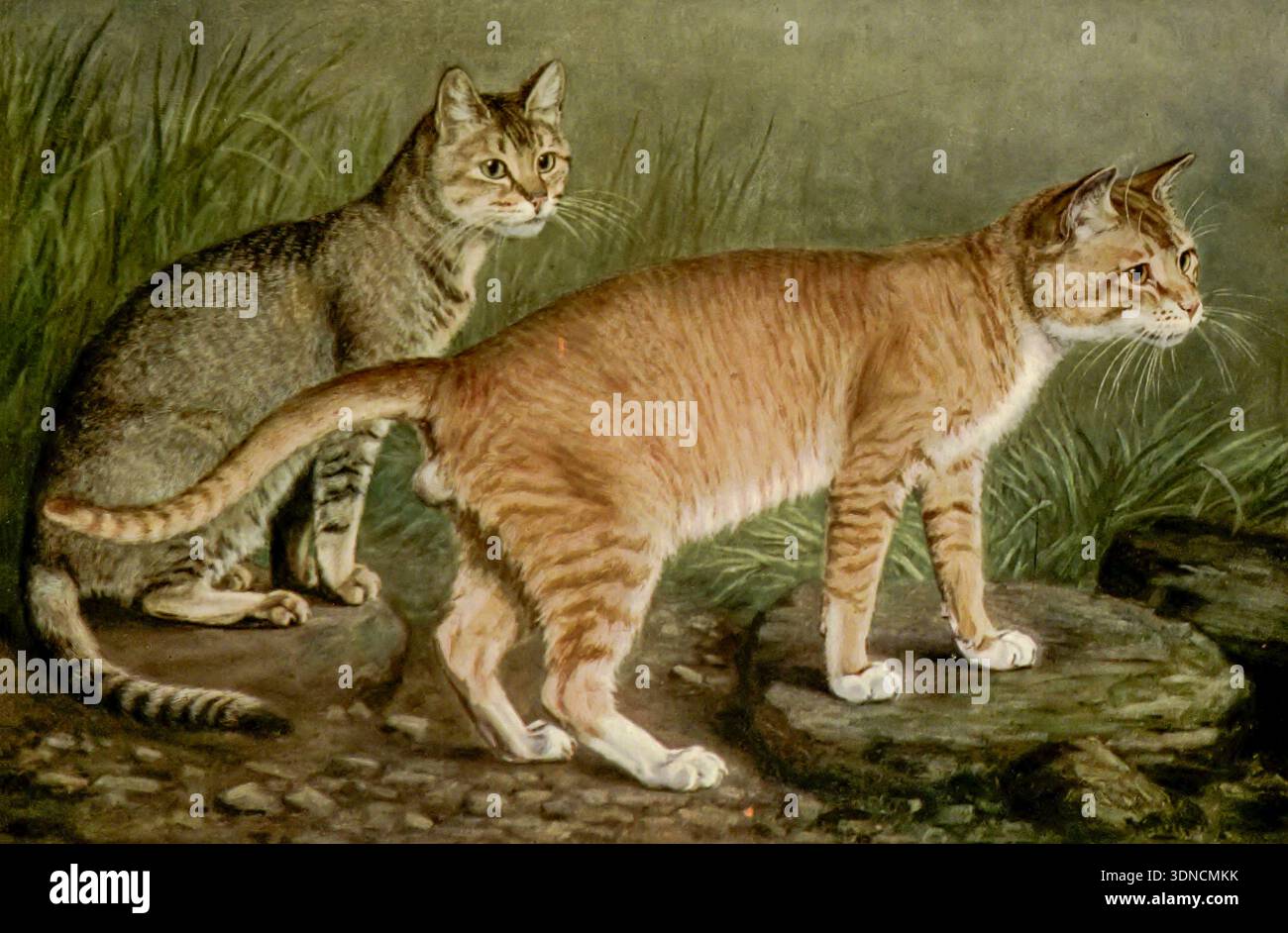 Illustrazione di gatti abissini e indiani che catturano due diverse specie di felini in un habitat naturale all'aperto, raffigurando le loro caratteristiche uniche con dettagli realistici e arte storica da " il libro del gatto " di Simpson, Frances, Miss data di pubblicazione 1903 Editore Cassell e società, Limited Foto Stock