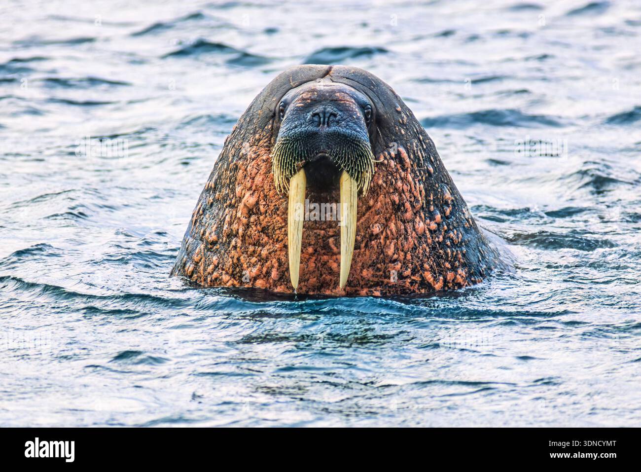 Bellissimo tricheco con grandi zanne e baffi nel mare Foto Stock