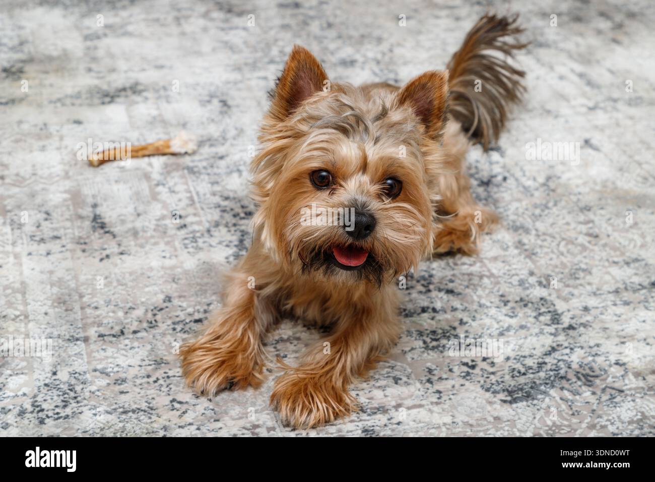 Piccolo yorkshire, giovane e carino, che si stende su un tappeto e guarda la macchina fotografica Foto Stock