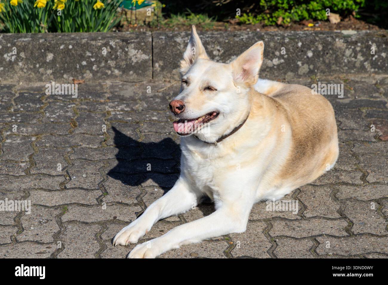 10 anni felice cane con naso rosa e occhi chiusi distesi su marciapiede di pietra (miscela di husky pastore tedesco). Foto Stock