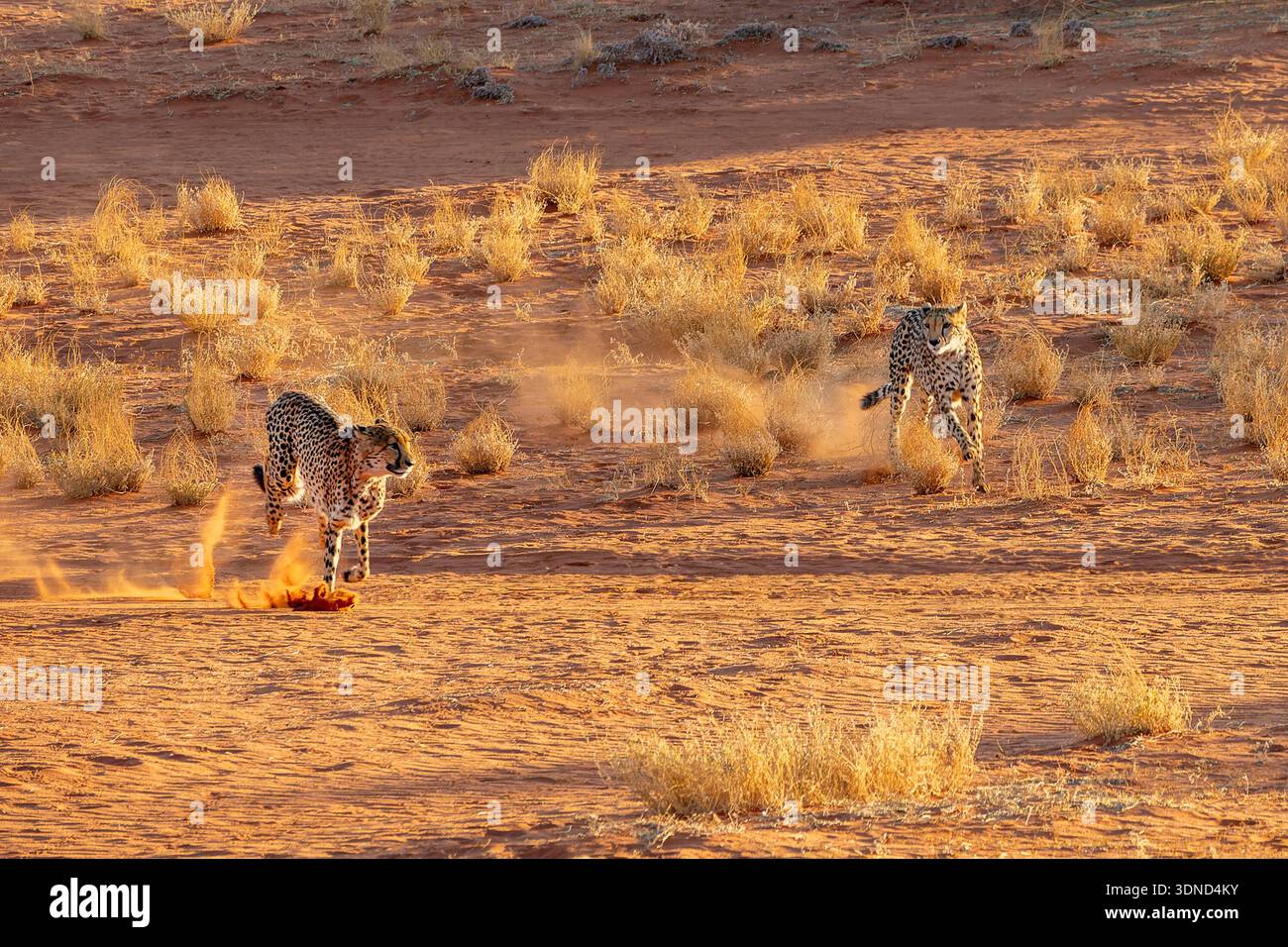 Due ghepardi che corrono nel deserto del Kalahari, Namibia, Africa Foto Stock