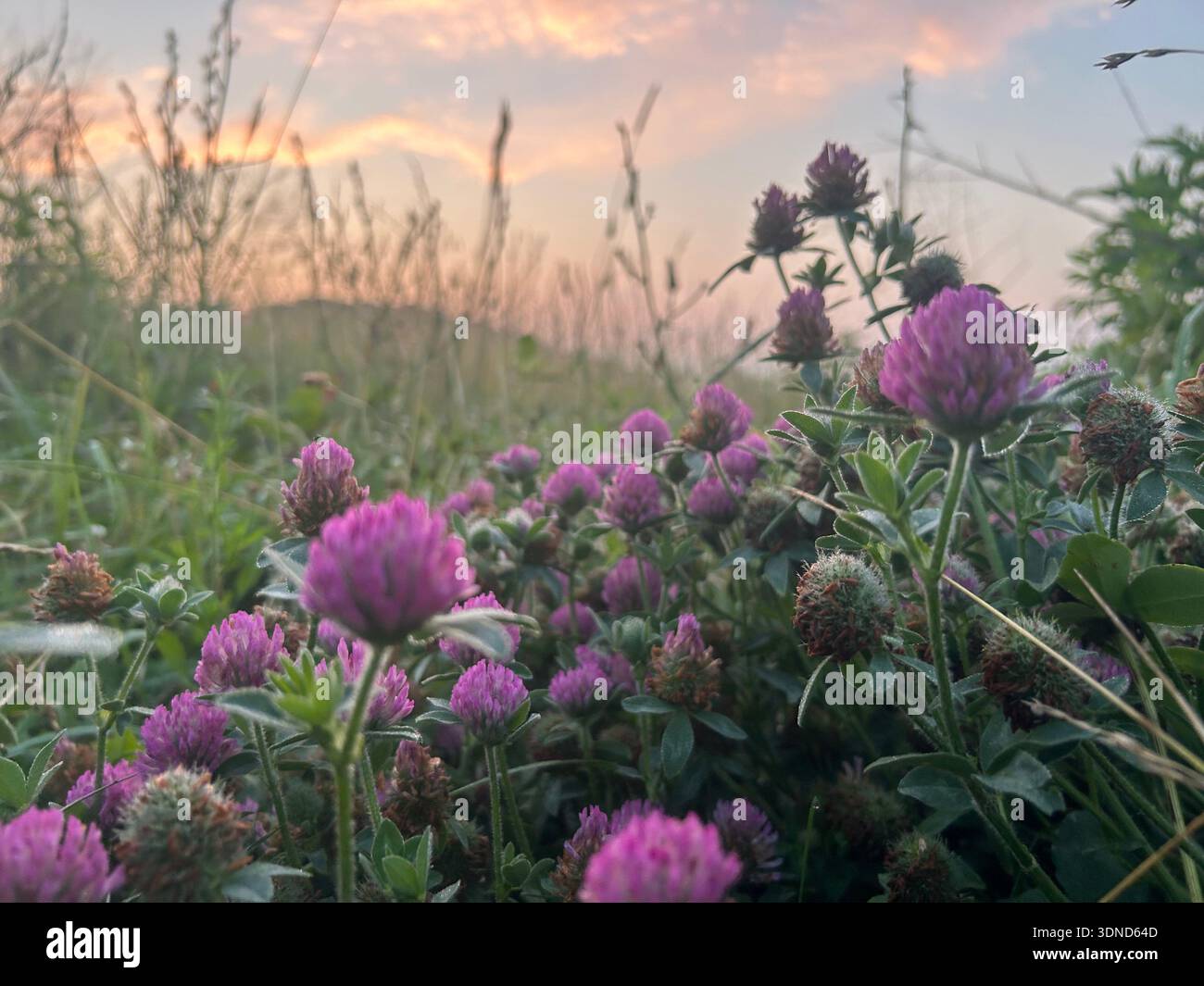 Anche le cose più semplici possono essere le più straordinarie Foto Stock