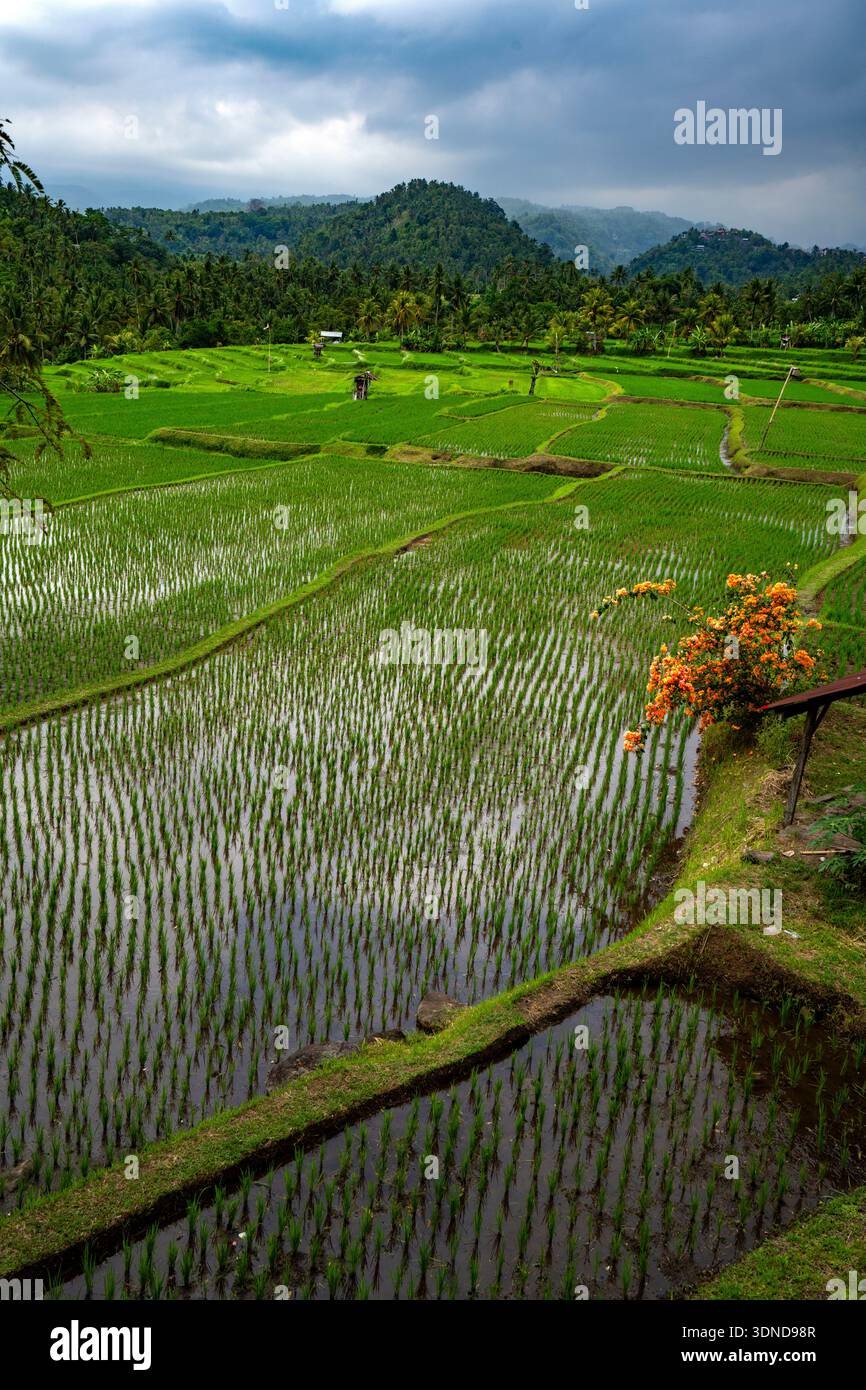 Indonesia, Bali, risaie a Telega Busungbiu Foto Stock