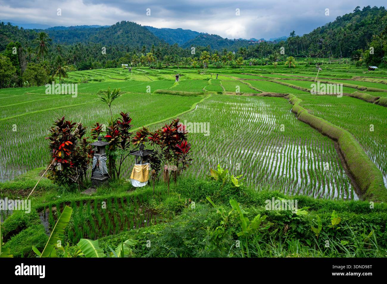 Indonesia, Bali, risaie a Telega Busungbiu Foto Stock