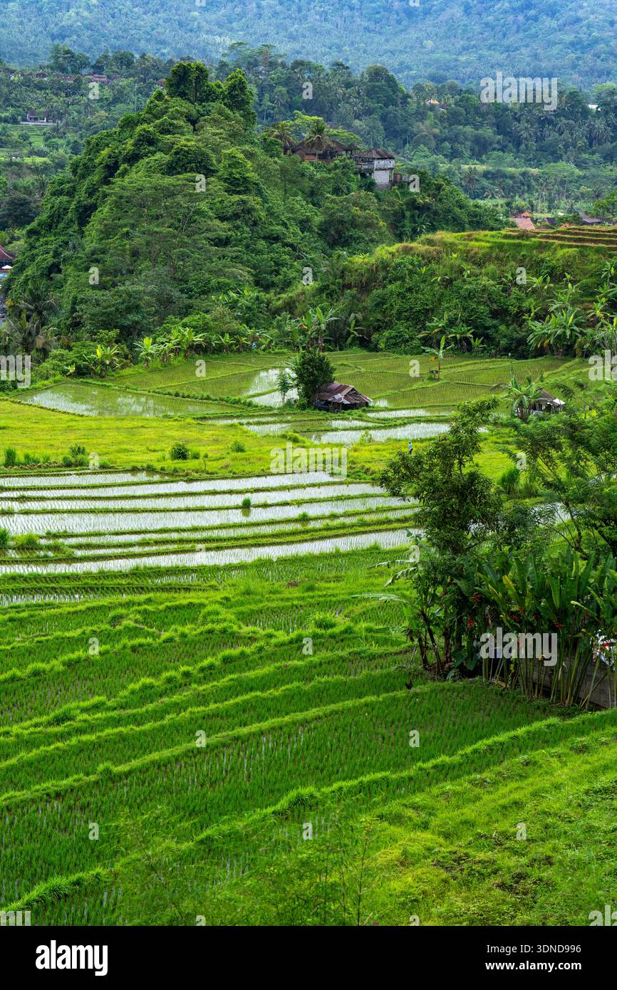 Indonesia, Bali, risaie a Sidemen Foto Stock