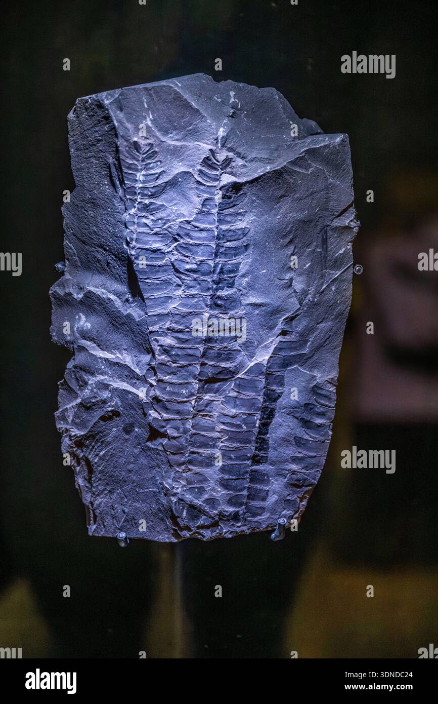 France, Nord, Lewarde, il Centro di storia mineraria è situato nel cuore del bacino minerario, è ospitato nell'edificio della testa pirata dell'ex miniera di Delloye, che comprende 8.000 m² di edifici industriali Foto Stock