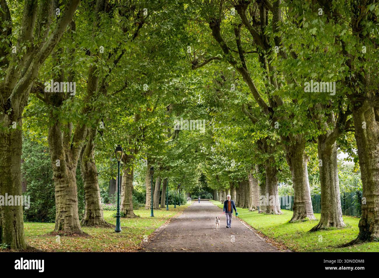 Francia, Yonne, Auxerre, Arbre sec, passerella coperta del parco Foto Stock