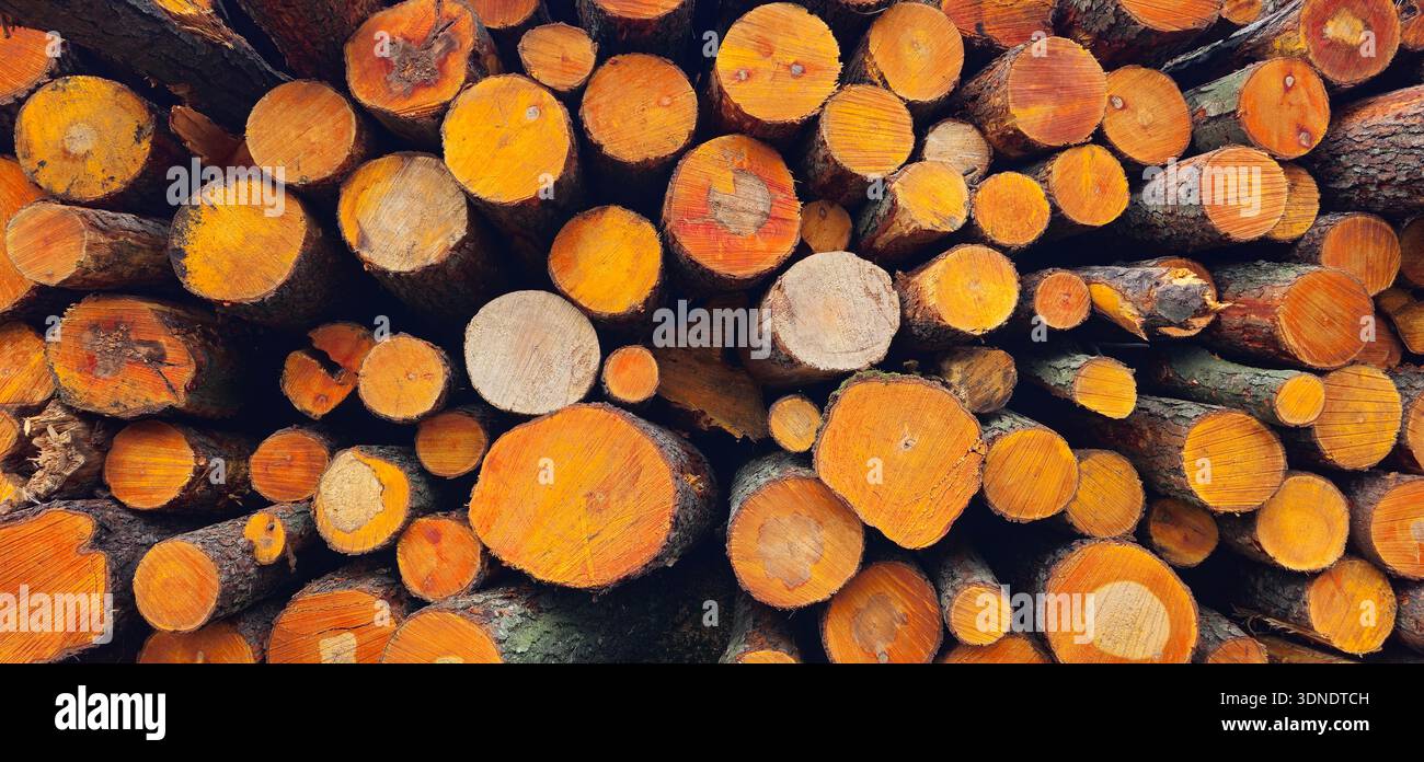 Tronchi appena tagliati impilati nella foresta. Primo piano dei tronchi di pino prima del carico e del trasporto. Legname da raccolta industria del legno abbattuto alberi. Log non valido Foto Stock