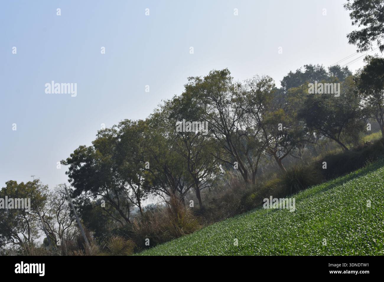 La vista sull'albero di acacia con vista sulla fattoria verde Foto Stock