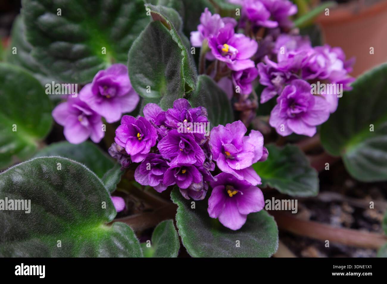 Fiori di violette domestiche in vaso, primo piano Foto Stock
