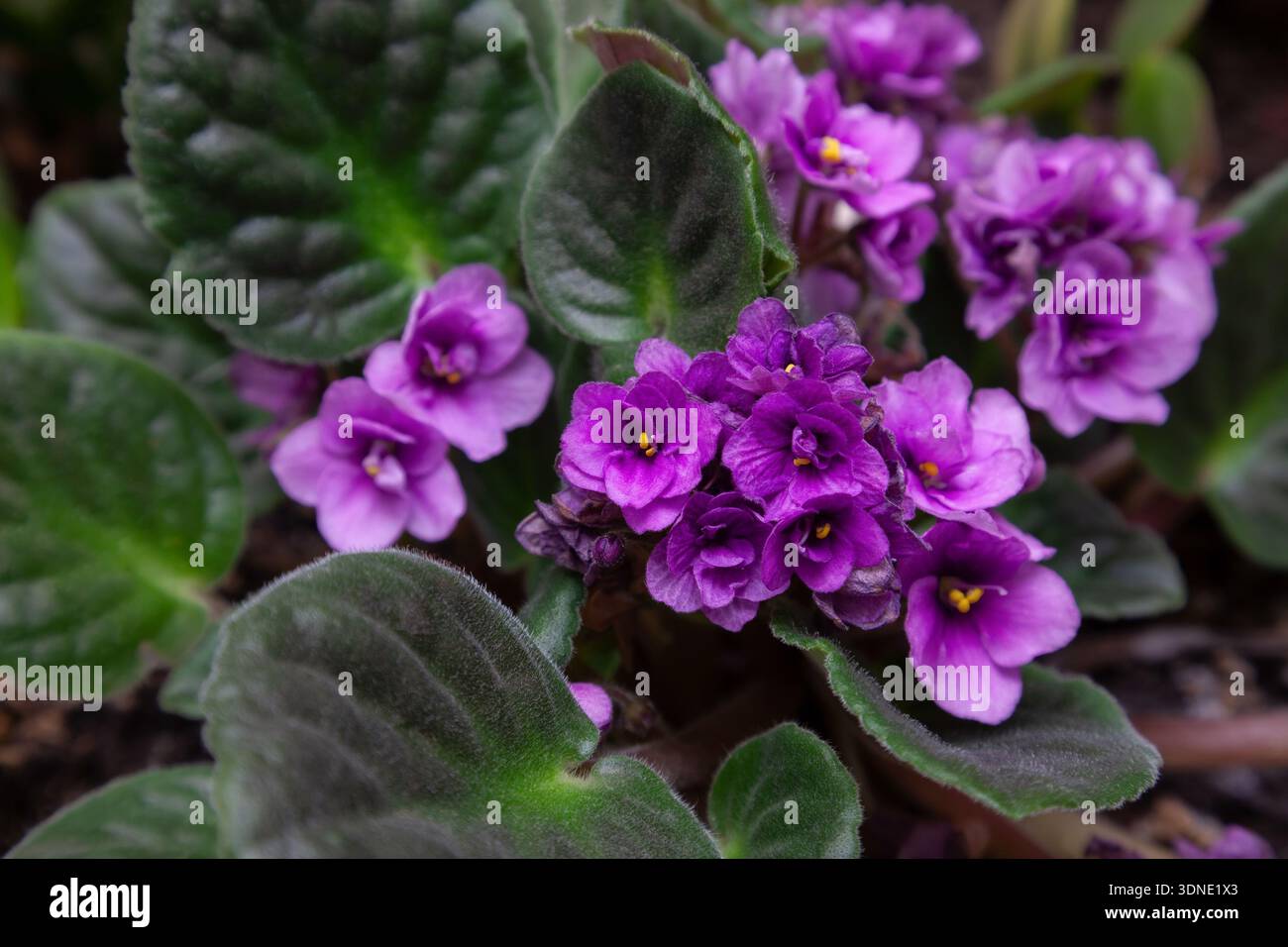 Fiori di violette domestiche in vaso, primo piano Foto Stock