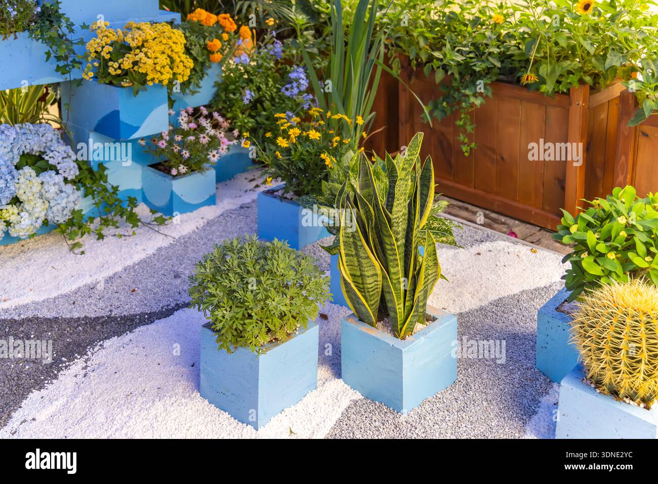 Sansevieria trifasciata o pianta di serpente e fiori colorati in giardino Foto Stock