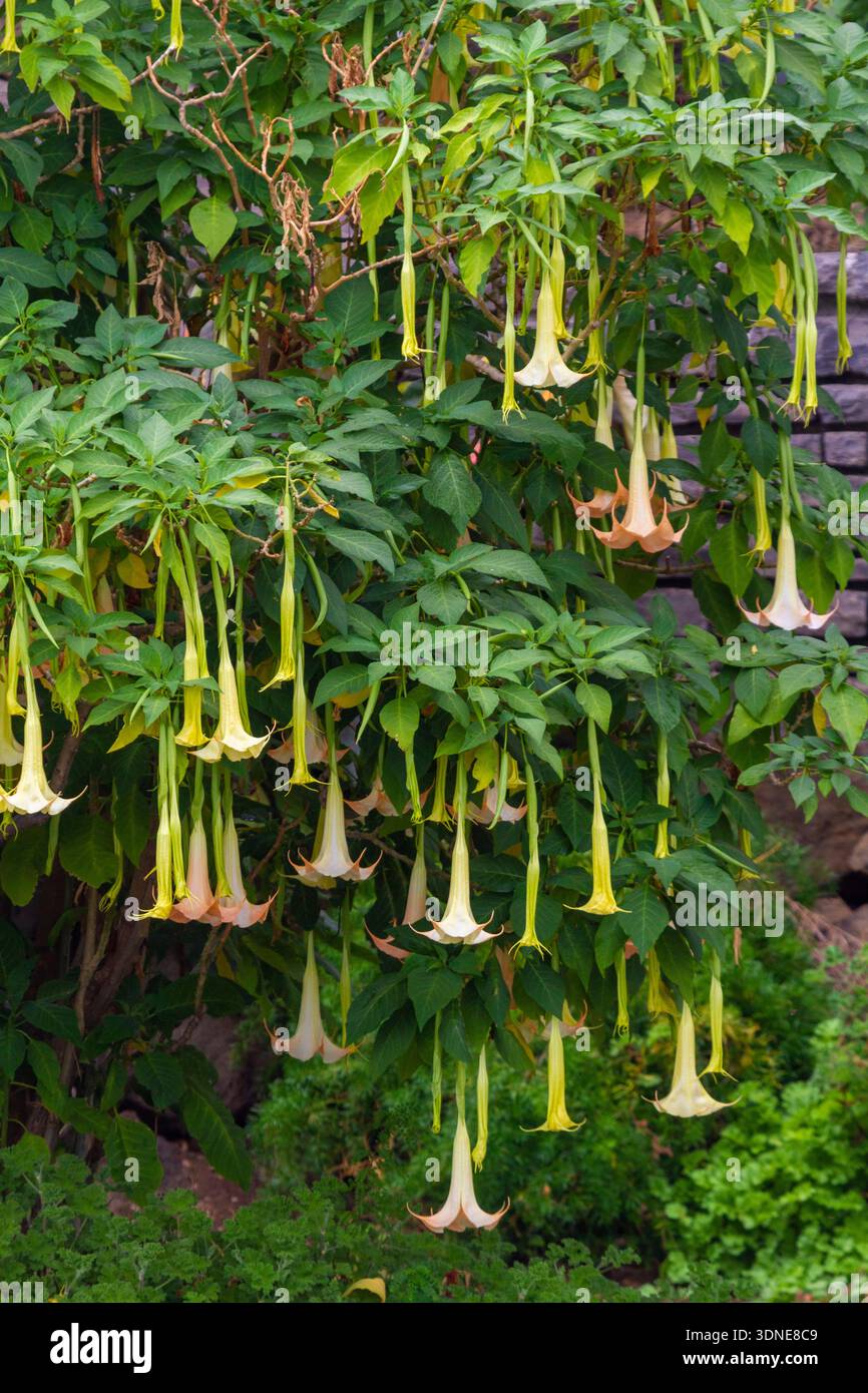 Portogallo, isola di Madeira. Brugmansia arborea, la tromba del giudizio o la tromba degli angeli Foto Stock