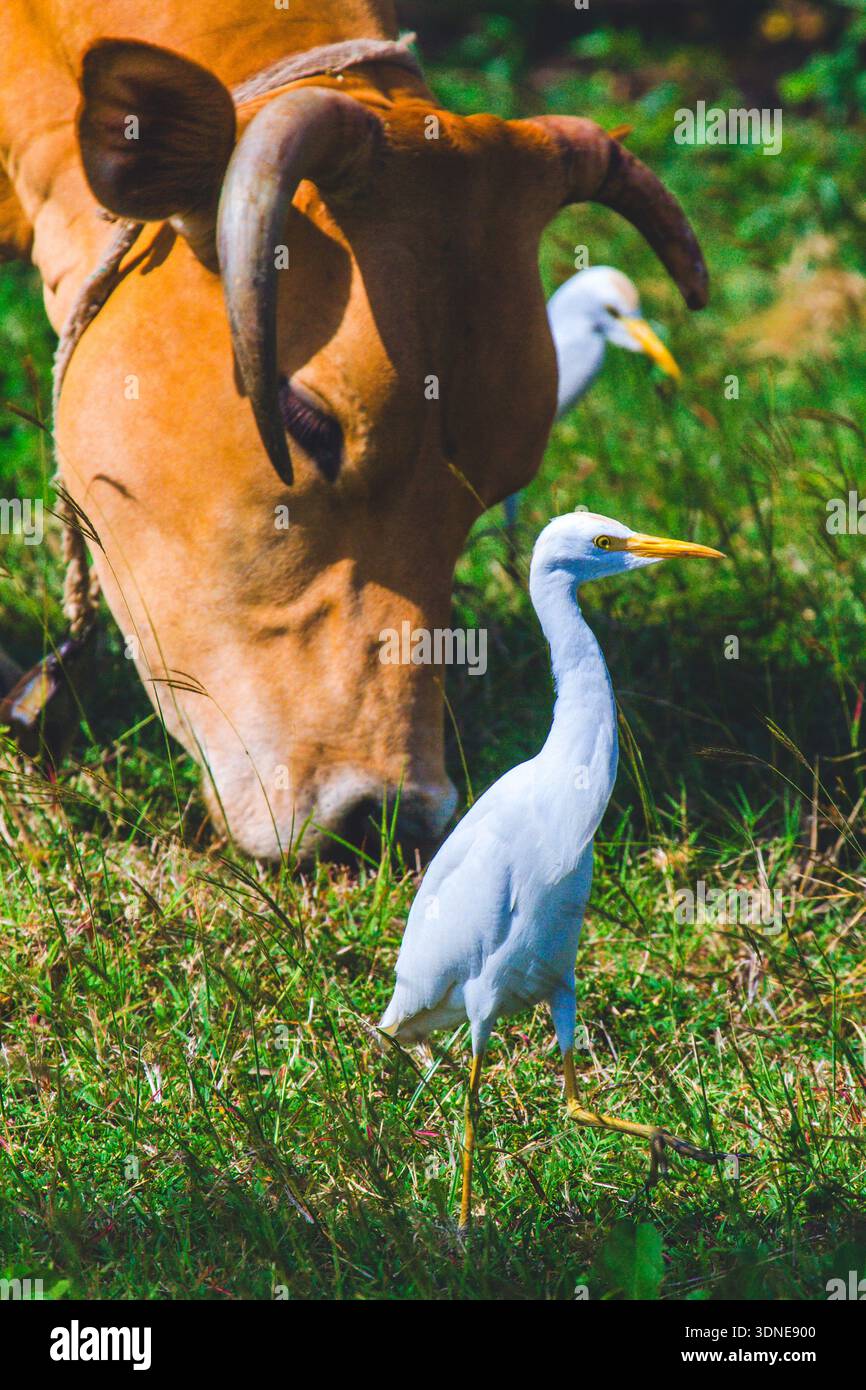 Escorto di bestiame, Bubulcus Ibis Foto Stock