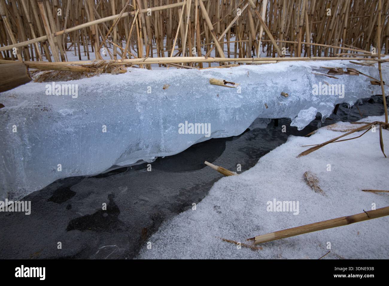 Strato ghiacciato di fiume con canne e neve durante la stagione invernale Foto Stock