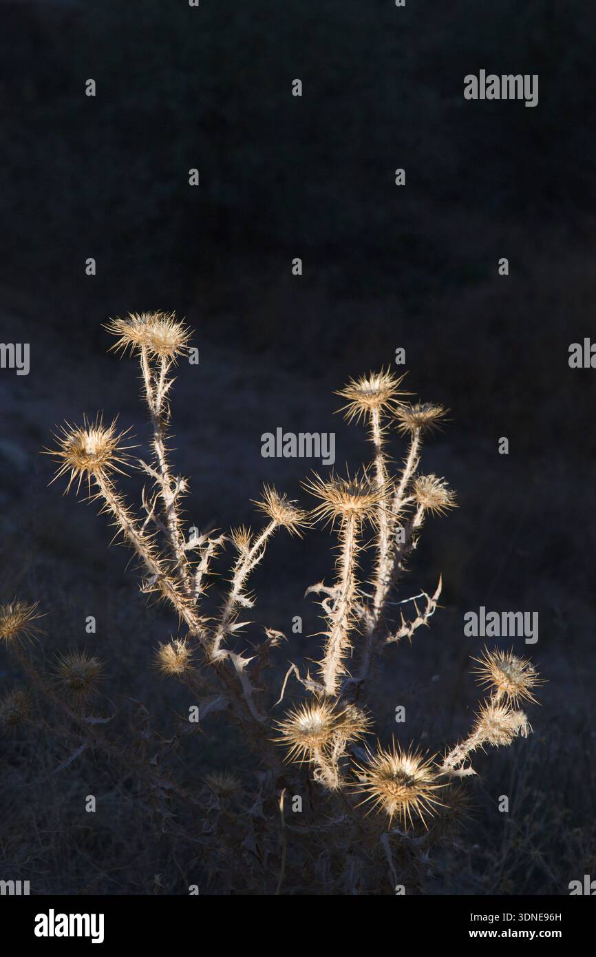 Viaggi, vegetazione, Turkiye, Cappadocia, Asia, flora, pianta, onopordum acanthium, tacchino, cardo di cotone Foto Stock