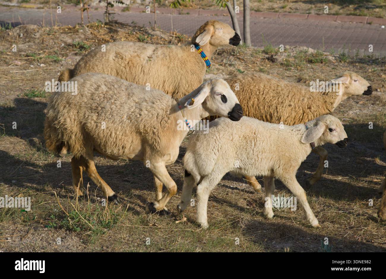 Travel, Turkiye, Cappadocia, Asia, Turchia, fauna, animali domestici, pecore dalla coda grassa Foto Stock