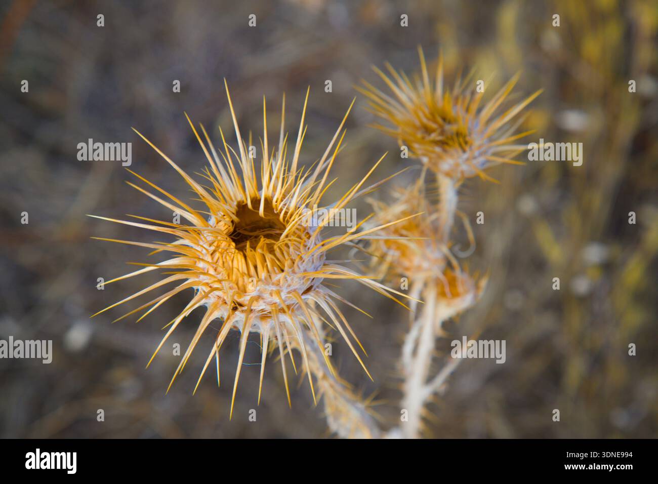 Viaggi, vegetazione, Turkiye, Cappadocia, Asia, flora, pianta, onopordum acanthium, tacchino, cardo di cotone Foto Stock