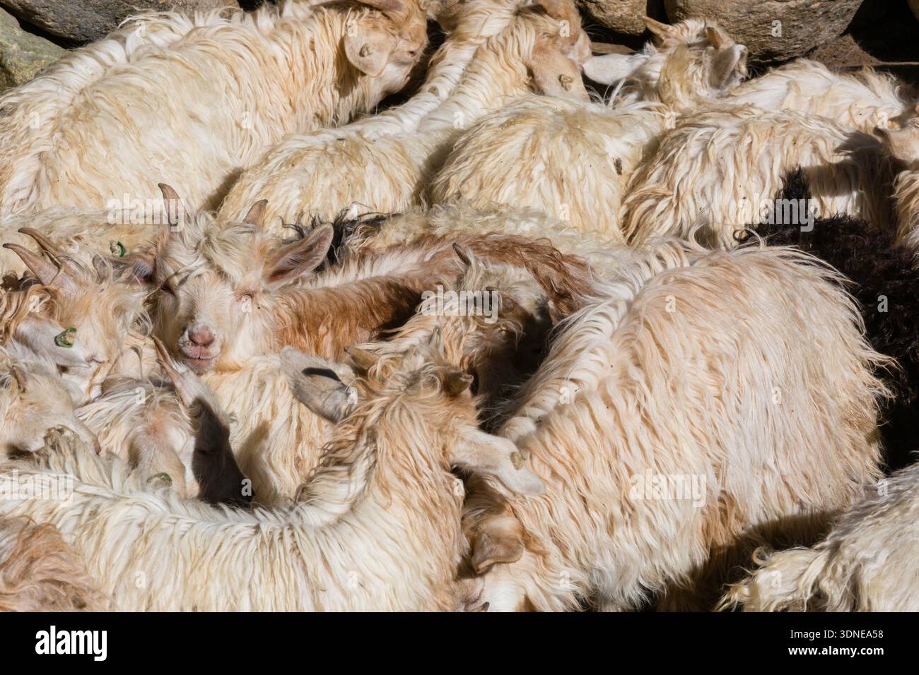 Un denso gruppo di capre che riposano insieme sotto il sole. Foto Stock