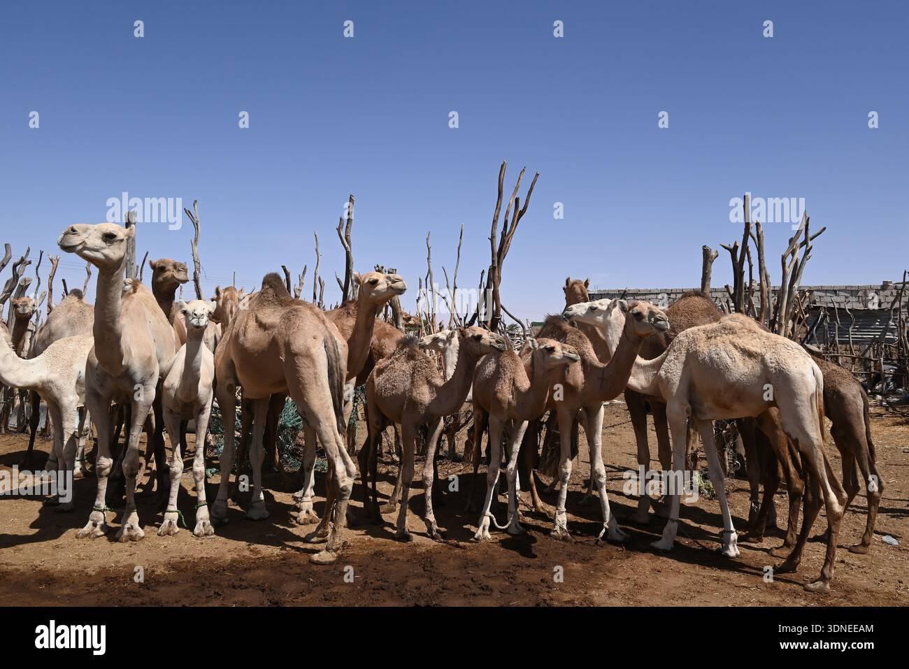 La fiera dei cammelli nella capitale della Mauritania, Nouakchott. Foto Stock