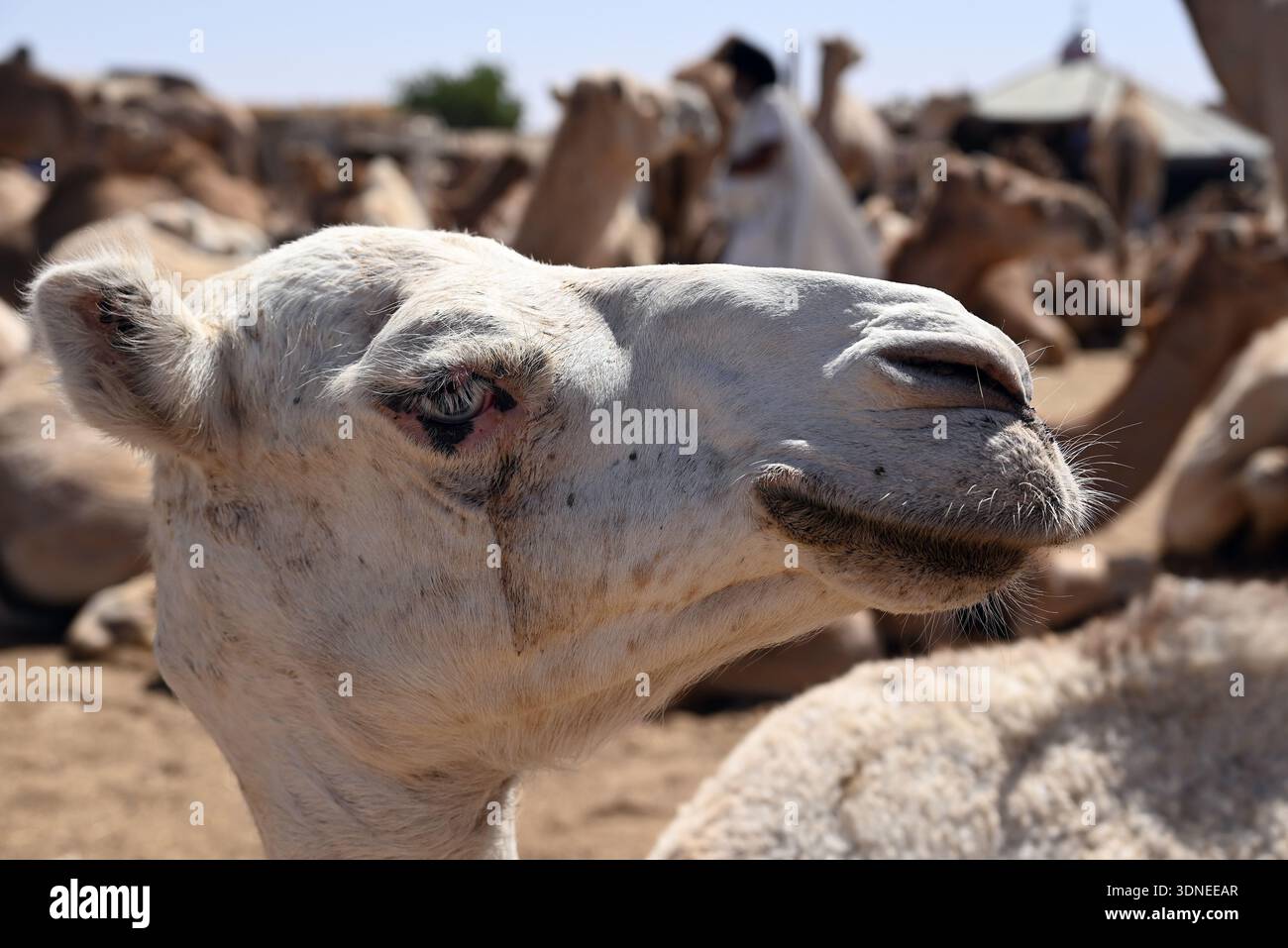 La fiera dei cammelli nella capitale della Mauritania, Nouakchott. Foto Stock