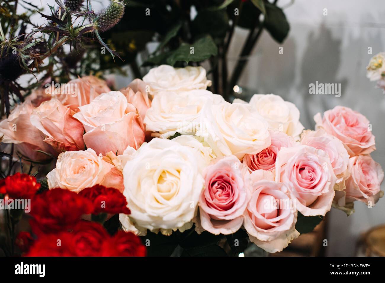 Un grande bouquet di rose rosse, rosa e bianche si trova in un ambiente da studio. Marchio florista di lusso, allestimento floreale premium, regali aziendali Foto Stock