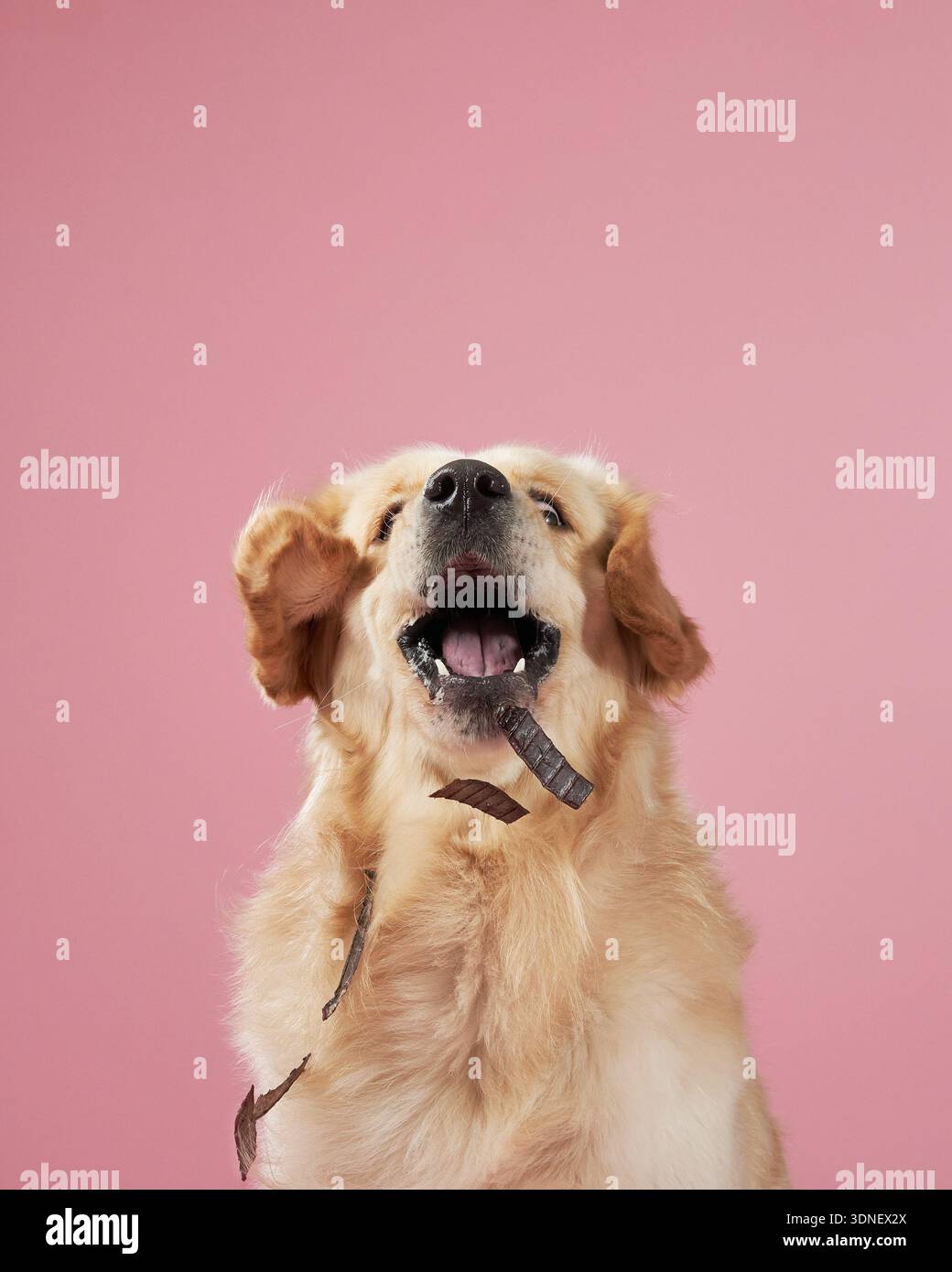 Un Golden Retriever gode di una delizia con la bocca aperta su sfondo rosa, che sembra allegro ed entusiasta. La foto evidenzia quello del cane Foto Stock