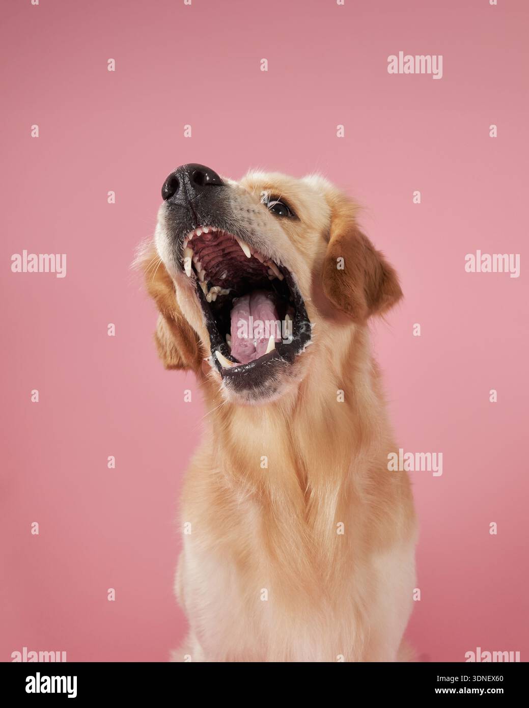 Un Golden Retriever cattura una delizia a mezz'aria con emozioni su sfondo rosa, mostrando la sua natura giocosa. La foto cattura il cane Foto Stock