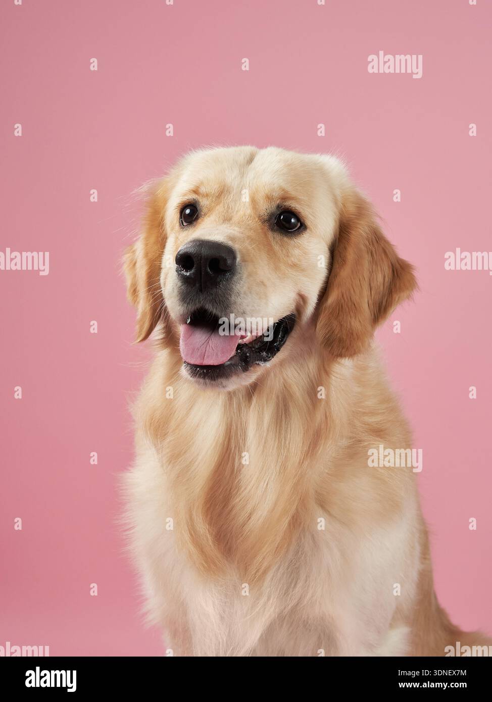 Un Golden Retriever appare allegro e amichevole su uno sfondo rosa, mostrando un'espressione calma e gioiosa. La foto cattura il cane gentile Foto Stock