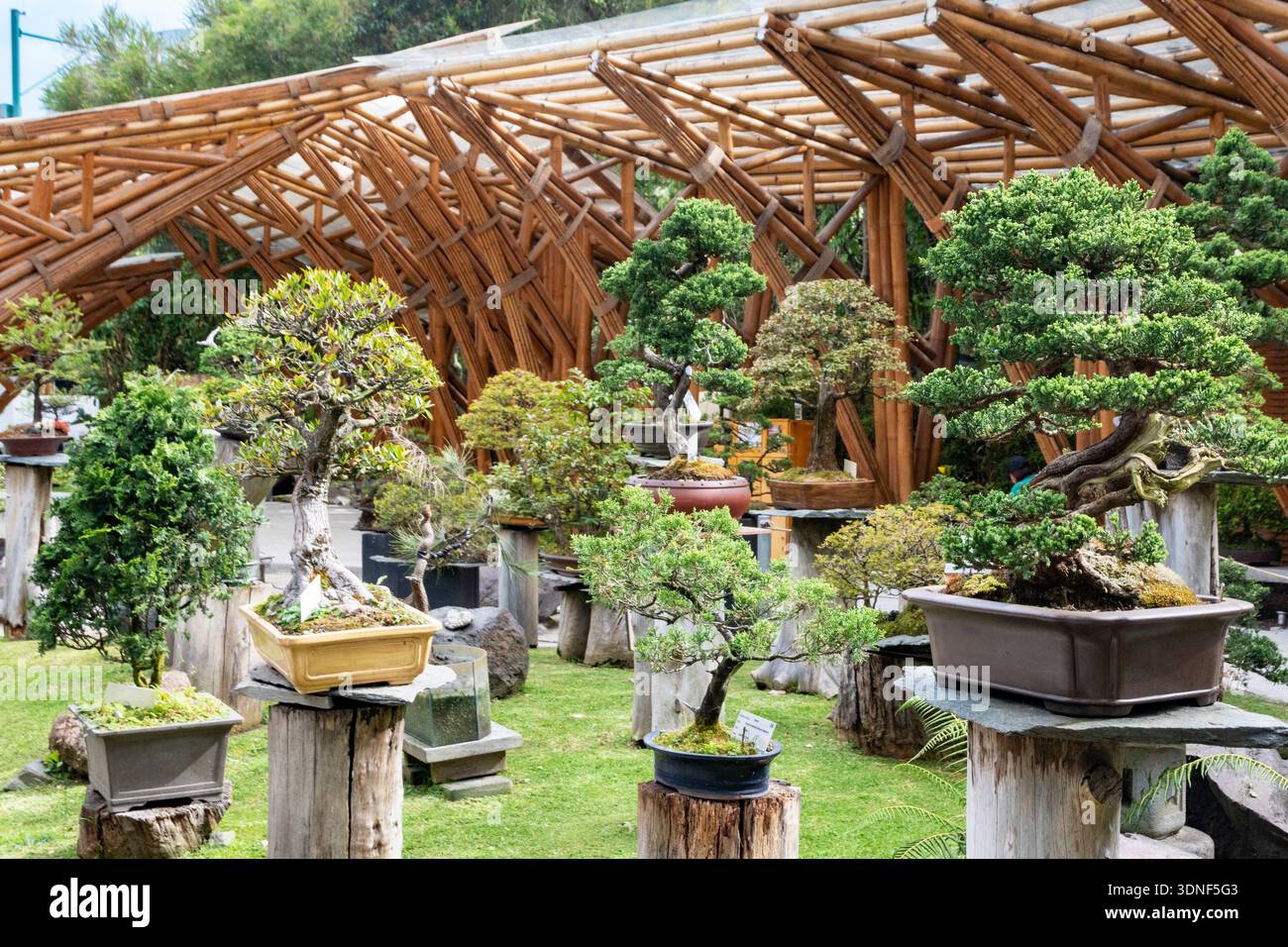 Bonsai Giardino Botanico di Quito (Ecuador) Foto Stock