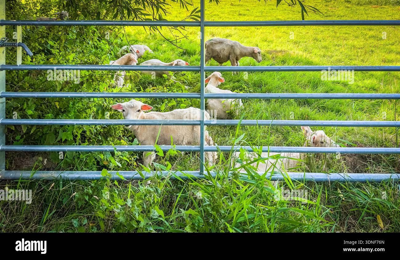 Vista di alcuni agnelli dietro un cancello in un campo di Rye, East Sussex Foto Stock