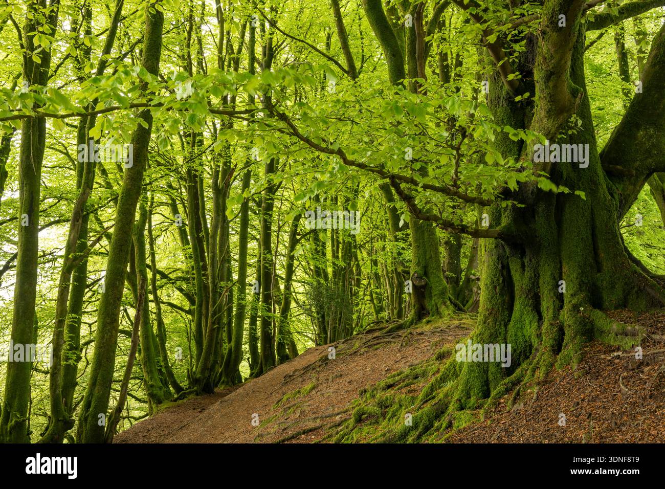 Deciduous Woodland a Hembury Fort vicino Honiton, Devon, Inghilterra. Foto Stock