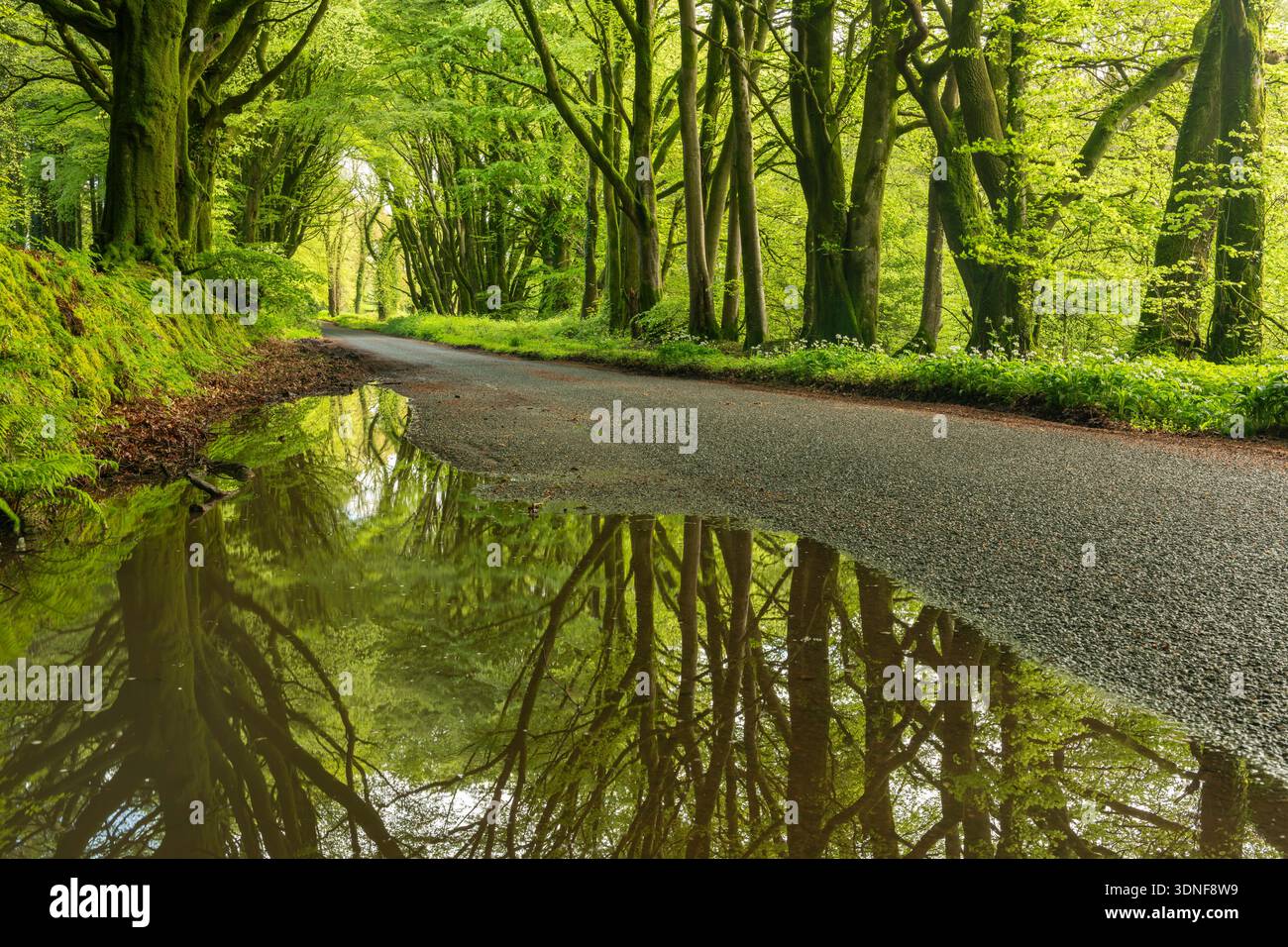 Strada che attraversa boschi decidui, Hembury Fort, Devon, Inghilterra. Primavera (maggio) 2023. Foto Stock