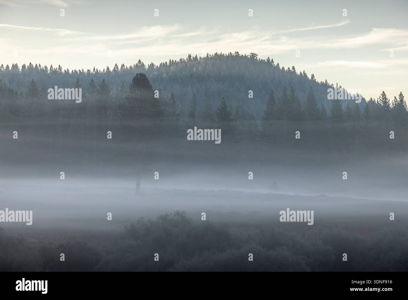 Foresta di pini protetta dalla nebbia, lago Tahoe, Nevada, Stati Uniti. Estate (agosto) 2025. Foto Stock