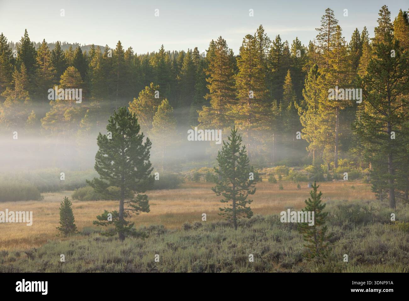 Foresta di pini protetta dalla nebbia, lago Tahoe, Nevada, Stati Uniti. Estate (agosto) 2025. Foto Stock