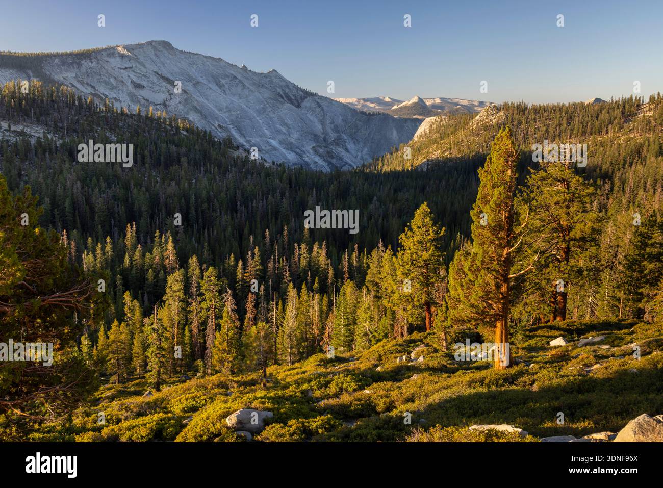Il bosco sotto le nuvole riposa nel parco nazionale di Yosemite, California, Stati Uniti. Estate (agosto) 2025. Foto Stock