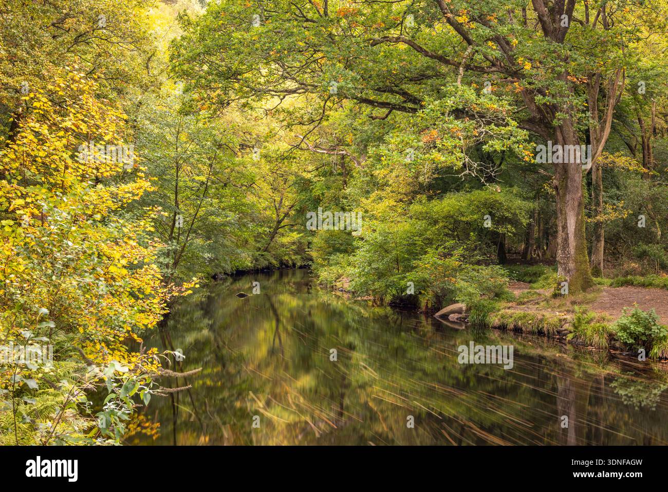 Colori autunnali sugli alberi decidui che circondano il fiume Teign a Fingle Bridge, Dartmoor National Park, Devon, Inghilterra. Autunno (ottobre) 2025. Foto Stock