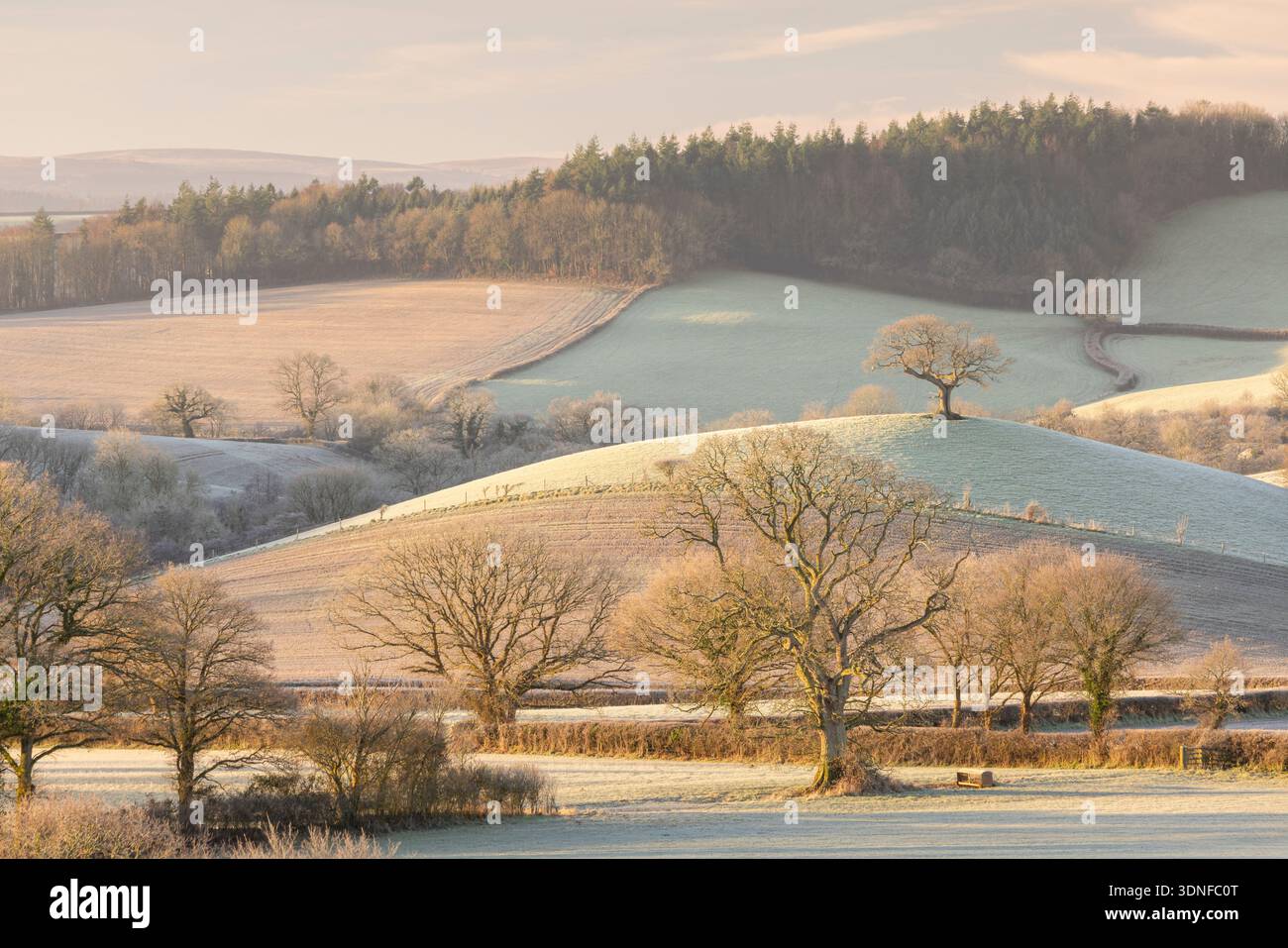Albero collinare solitario circondato da terreni agricoli ricoperti di gelo, Devon, Inghilterra. Inverno (gennaio) 2026. Foto Stock